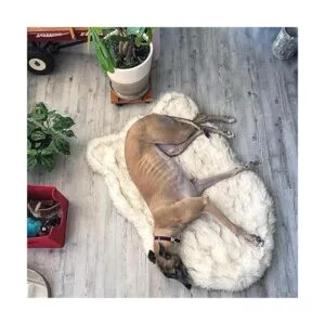 Treat A Dog Puprug Cama ortopédica de espuma_4