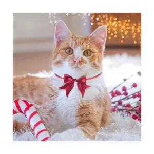 100 lazos para perros a granel con collar ajustable_6