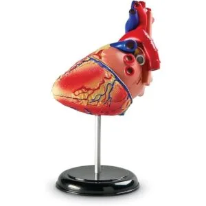 Corazón a escala modelo como recursos de aprendizaje_4