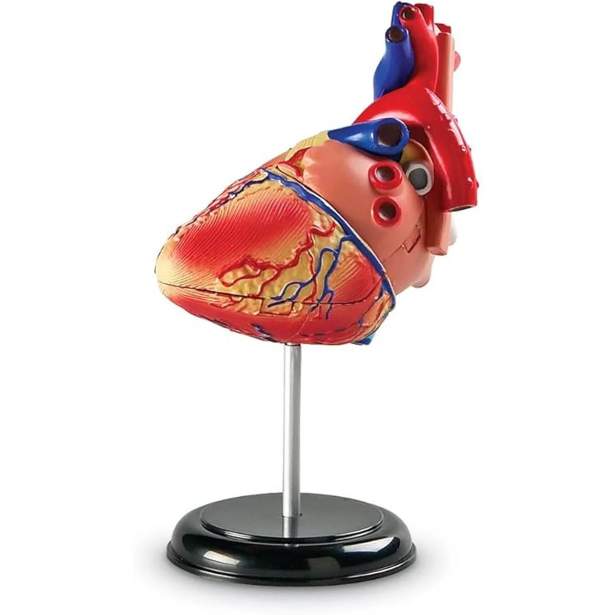 Corazón a escala modelo como recursos de aprendizaje_4