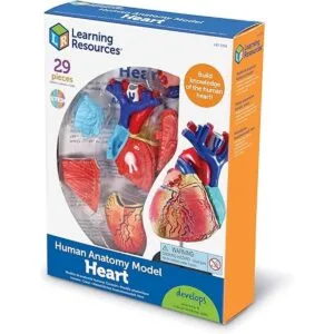 Corazón a escala modelo como recursos de aprendizaje_6