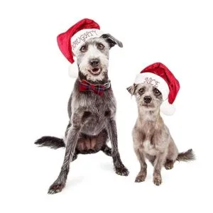 Sjane Lazos para perro 50 unidades delicados varios_3