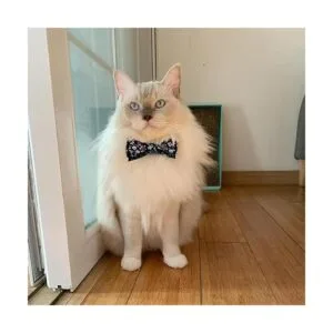 Sjane Lazos para perro 50 unidades delicados varios_5