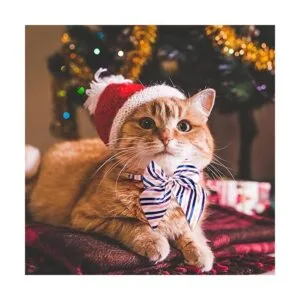 Juego de 60 corbatas ajustables para perros incluye 24_5