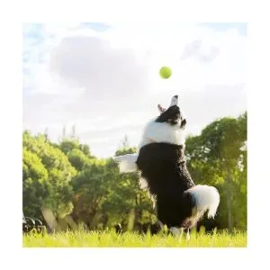 Magicorange Juego de 60 pelotas de tenis de entrenamiento_6