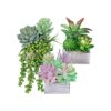 Juego de 3 plantas suculentas pequeñas en maceta_1
