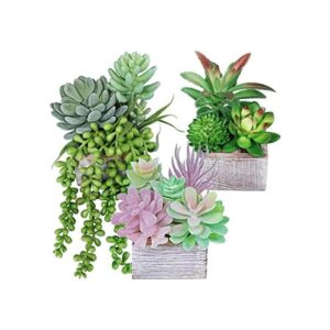 Juego de 3 plantas suculentas pequeñas en maceta_1
