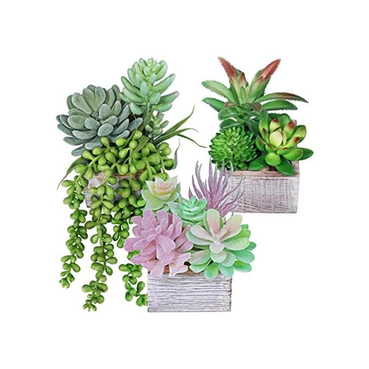 Juego de 3 plantas suculentas pequeñas en maceta