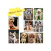 VOOPET Puppy Harness Easy to Put On Take Off Step in Dog