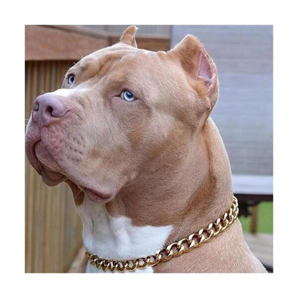 Collar de perro dorado con cadena dorada de 0.748 in con_4