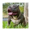 Collar de perro dorado con cadena dorada de 0.748 in con_5