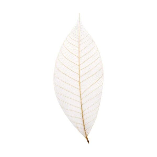100 pcs. Esqueleto tarjeta de hule natural Hojas_1