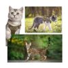 Arnés táctico para gatos para caminar a prueba de escapes
