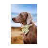 Lionet Paws Collar para perro con pajarita suaves y_2