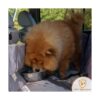 iBuddy Dog Car Seat Covers Waterproof Dog Seat Cover for_5
