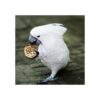 Juguetes de loros de pájaros 18 piezas accesorios para_5
