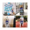 Suministros de fiesta de cumpleaños para perros