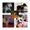 Illumifun Collar de perro con luz collar de gato LED de