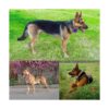 Chenkou Craft Mix Lotes 16 unidades de 4 pulgadas 3.9_6
