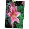 3dRose Danita Delimont Peter Bennett Lilies Nueva_1