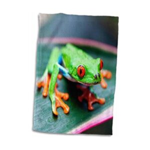 Toalla de mano con diseño de rana en hoja de Costa Rica_1