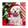 ADOGGYGO Collar de Navidad para perros pequeños medianos