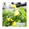 ALLRoad 84 trampas adhesivas amarillas para plantas de