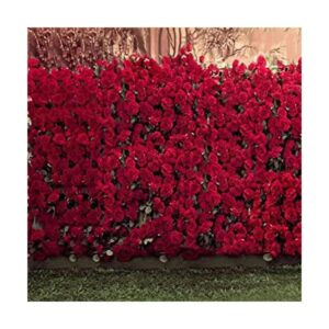 AOFOTO Fondo de fondo de rosas románticas de 10 x 10 pies_1