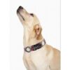 Collar Aring Pet con lazo y pajarita cuello ajustable