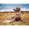 ARING PET Juego de collar y correa para perro collar y_5