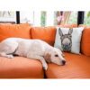 Farmhouse Donkey Fundas de almohada decorativas de 18 x