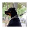 YUEPET Clips de seguridad para perro paquete de 5 clips