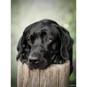 Kits de pintura de diamantes 5D para perros negros
