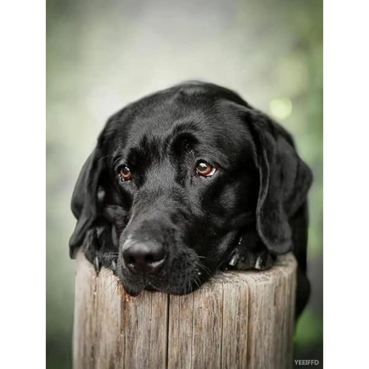 Kits de pintura de diamantes 5D para perros negros