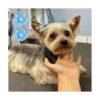 YAKA 40 lazos para el pelo de perro 20 París con bandas_5