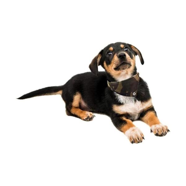 Juego de 3 bandanas para perros y correas a cuadros
