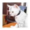 XPangle Breakaway Collares de gato con campana juego de