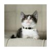 3 collares de gato con campana y accesorios patrón de