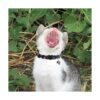 3 collares de gato con campana y accesorios patrón de