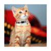 3 collares de gato con campana y accesorios patrón de