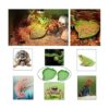 3 platos de comida de tortuga con rampa y plataforma para