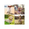 Collar ajustable para perro con soporte para Airtag