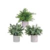 Miniplantas en maceta eucalipto boj y romero en macetas