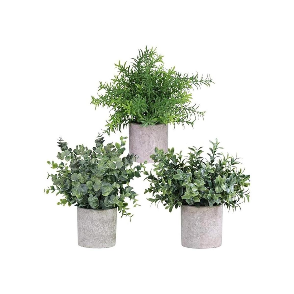 Miniplantas en maceta eucalipto boj y romero en macetas