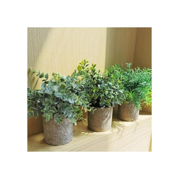 Miniplantas en maceta eucalipto boj y romero en macetas