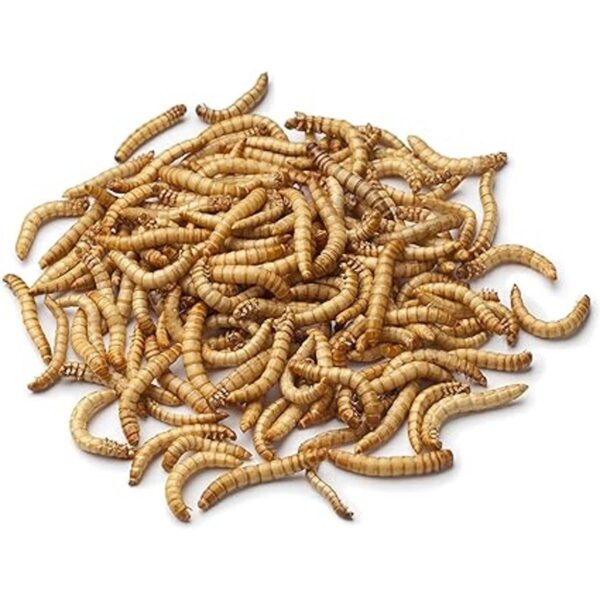 Comedero para pájaros de Mealworms Cuenco de malla con_4