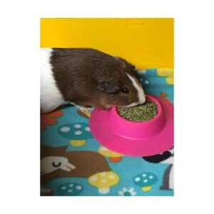 staybowl tipproof Pet Bowl ergonómico para Conejillo de_5
