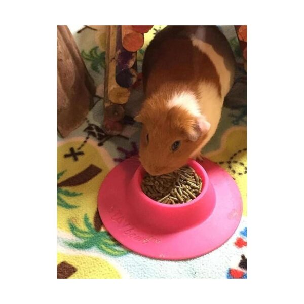 staybowl tipproof Pet Bowl ergonómico para Conejillo de_6