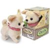 Chihuahua ChiChi_2