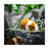 2 Pieces Bird Rope Net Hamster Rat Rope Net Small Animal
